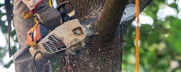 Best Lawn Pest Prevention  in Bell, CA