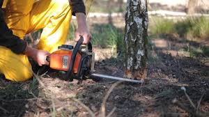 Best Grass Overseeding  in Bell, CA