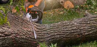 Best Aeration Services  in Bell, CA