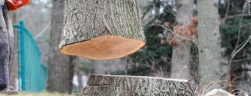 Best Tree Risk Assessment  in Bell, CA