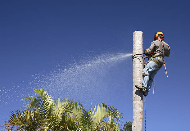 Best Commercial Tree Services  in Bell, CA