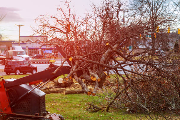 How Our Tree Care Process Works  in  Bell, CA