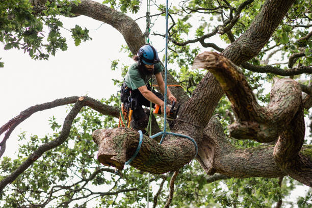 Professional Tree Care in Bell, CA
