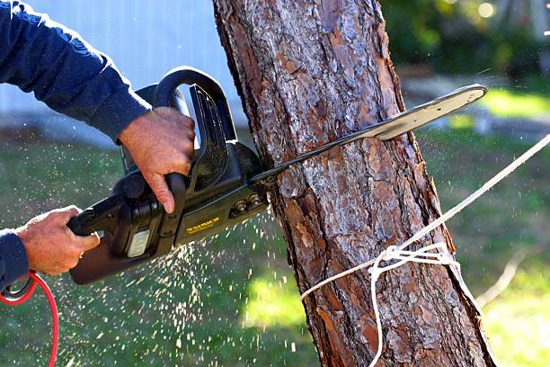 Best Storm Damage Tree Cleanup  in Bell, CA