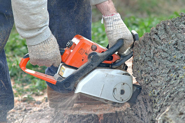 Best Leaf Removal  in Bell, CA