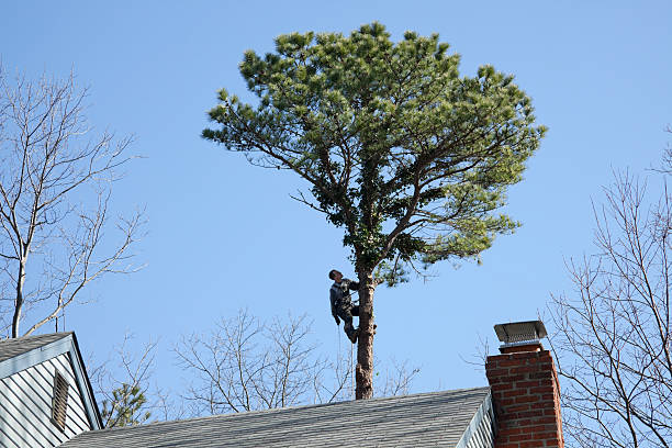 Best Tree Health Inspection  in Bell, CA