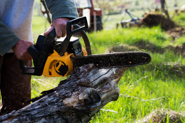 Best Arborist Consultation Services  in Bell, CA