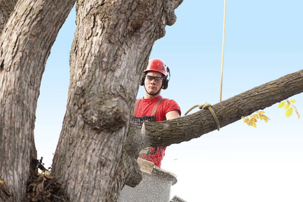 Best Tree Removal  in Bell, CA